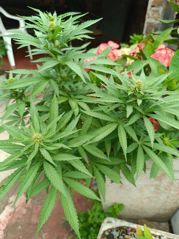 17396337477003600632707202916671