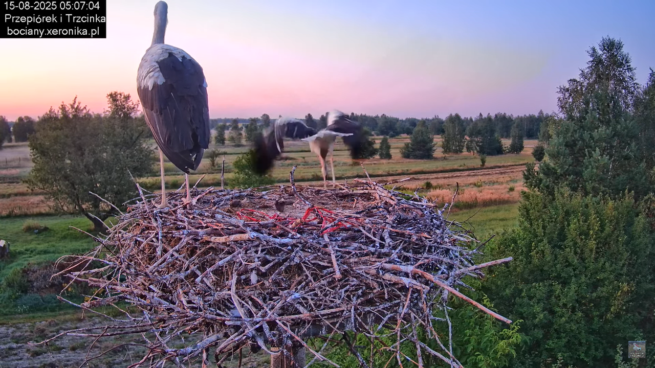 15082025bociany5