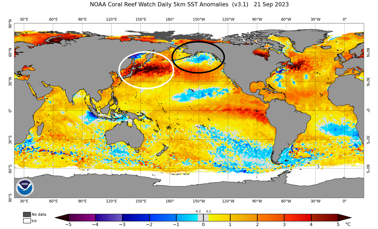 ssta-daily-current.png