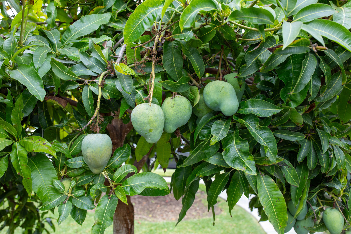 8U1A7112  Sweet Tart Mangoes Ripening on Tree (10-25-2024)