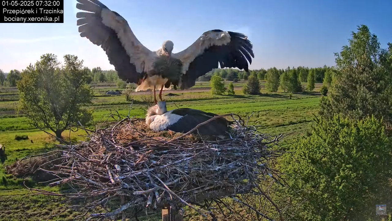 01052025bociany4