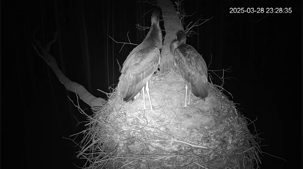 pierwsza wspólna noc