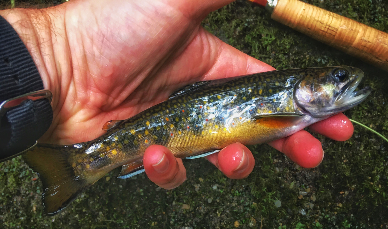 95693C54-FD38-4AA3-A9E2-B01C6DD45F4C