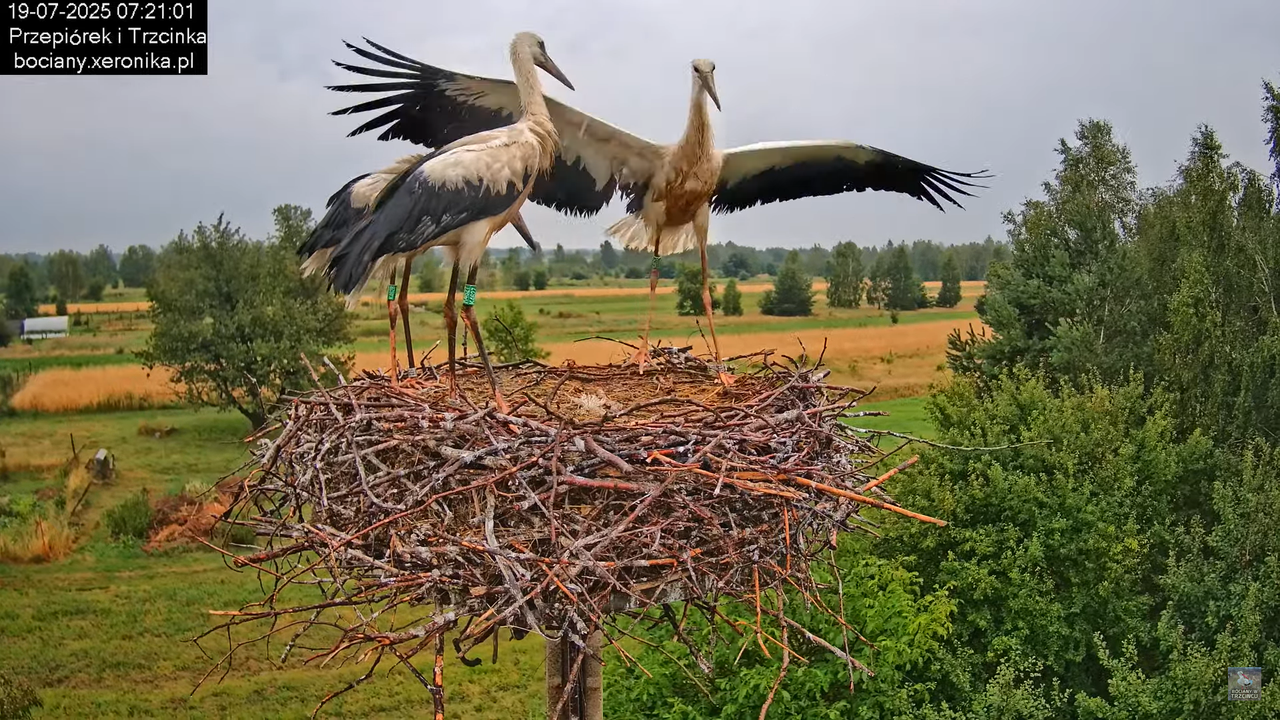 19072025bociany11