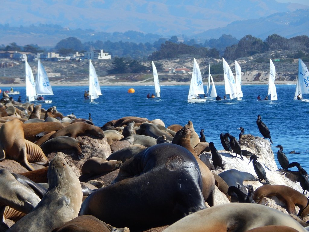 blue-boats-seals.jpg