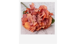 Hortensias