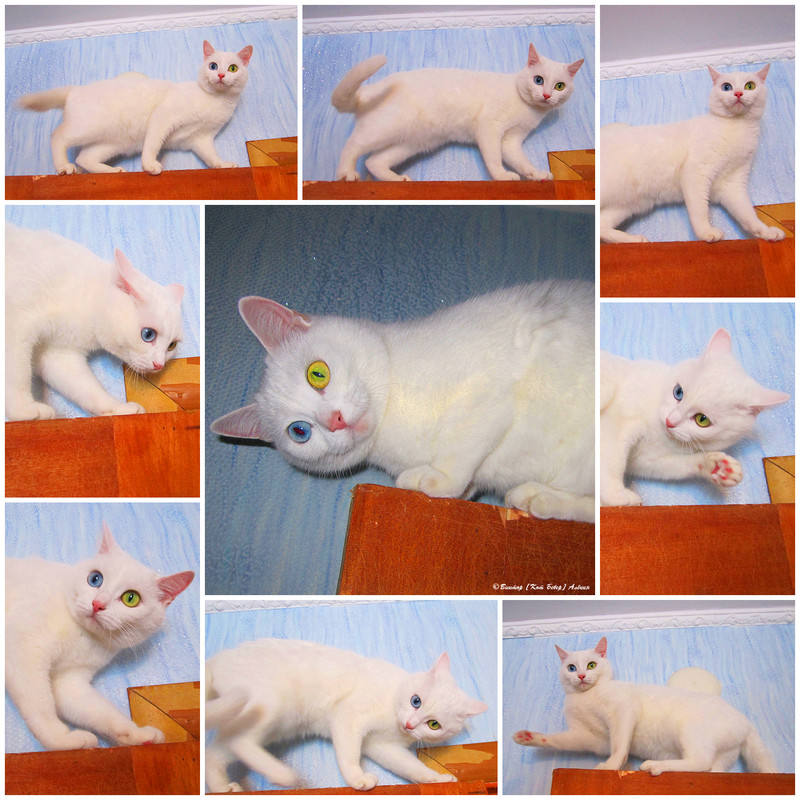 белоснежка 1640-2 - 15