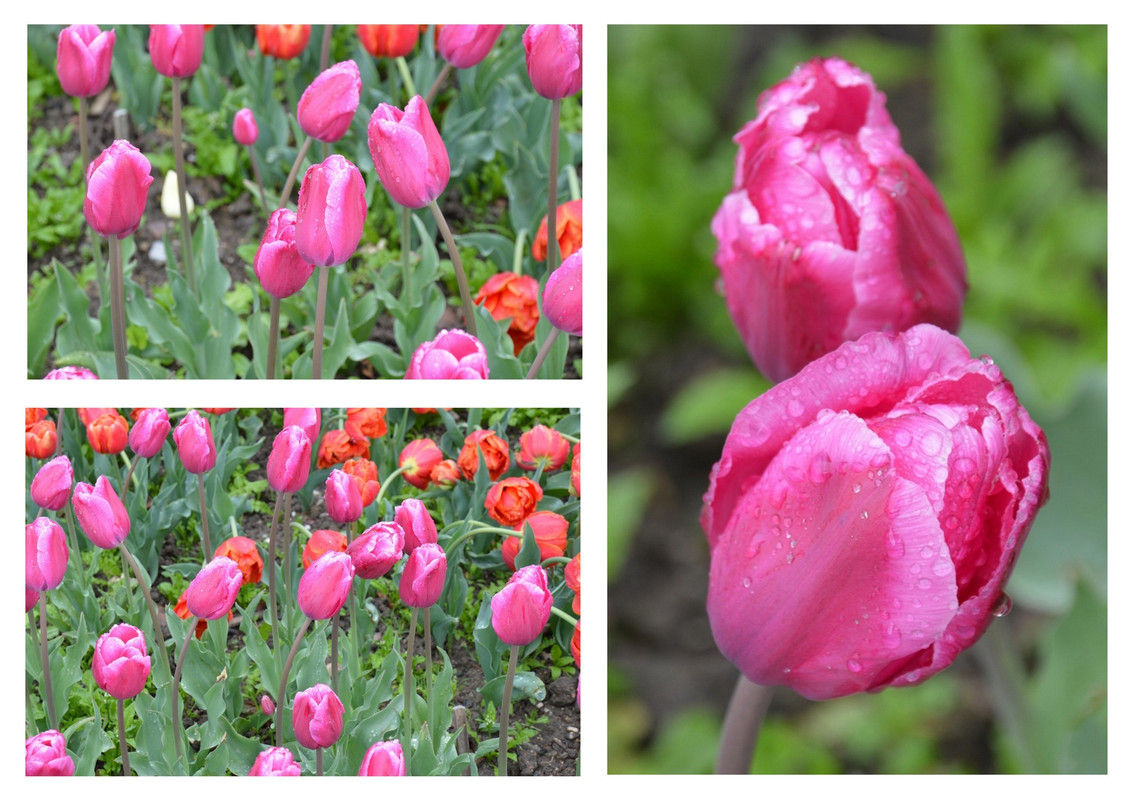 Новый коллаж.jpg 32