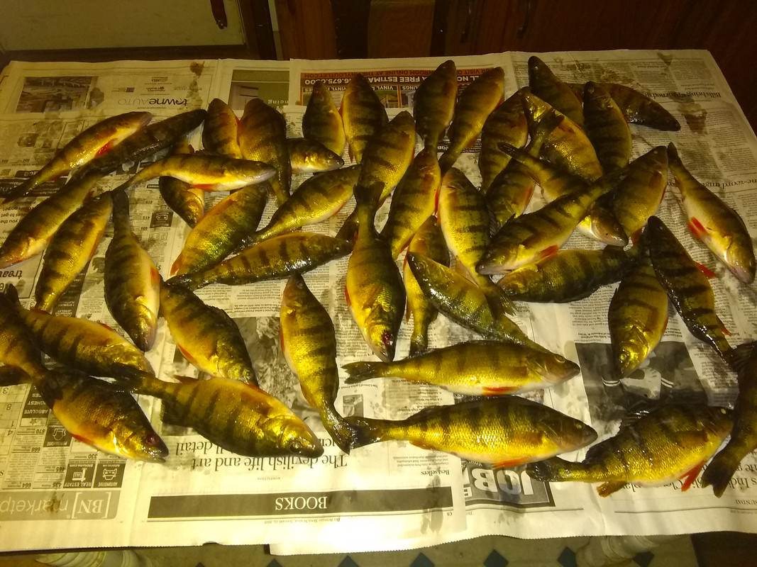 Chatauqua Perch 1-30-21