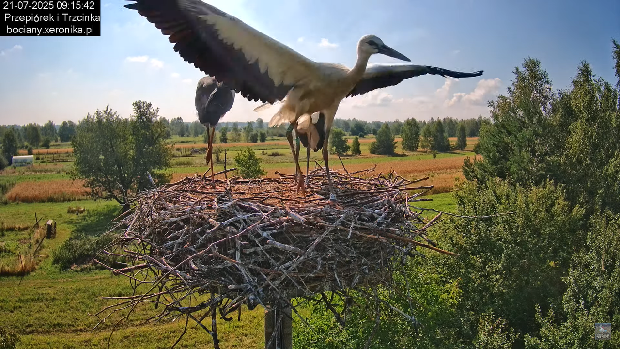 21072025bociany24