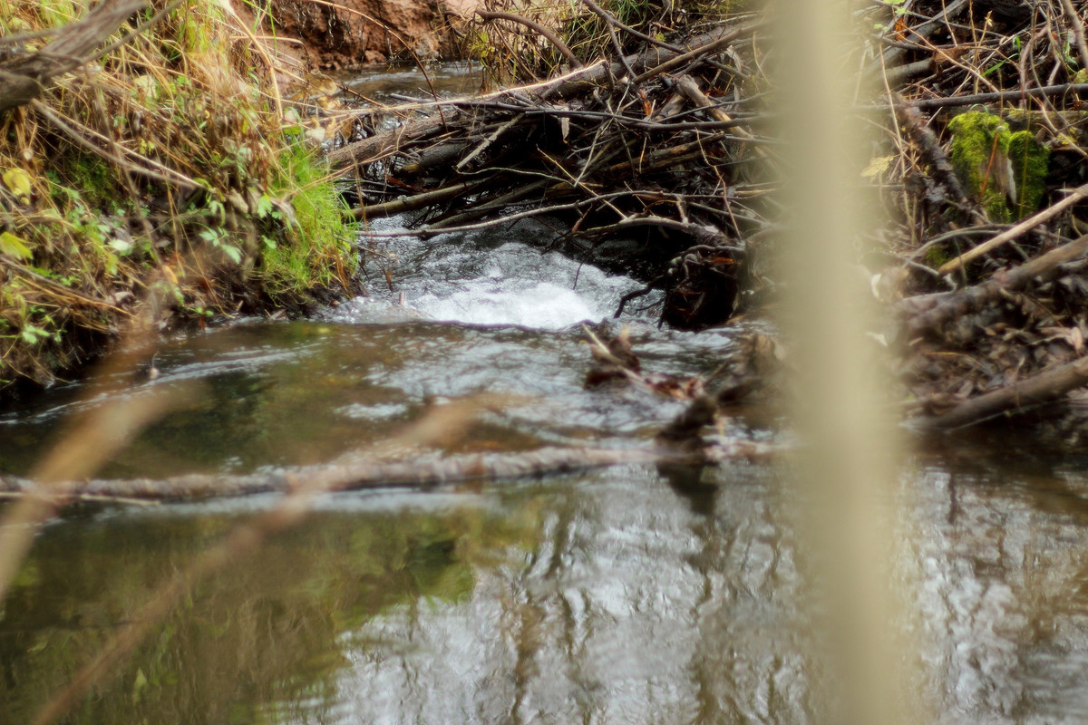 IMG_6623 (2592 x 1728)