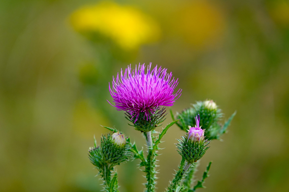 42040096255-2d1ad2cc66-k.jpg