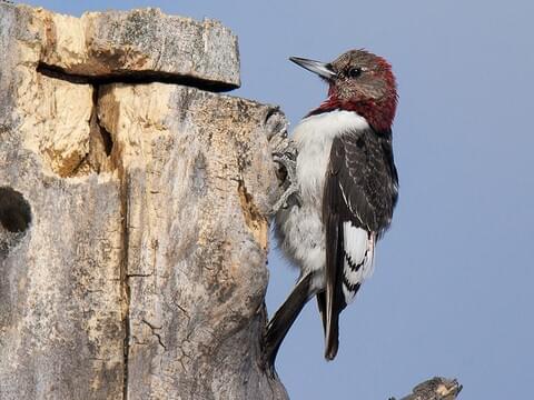 Giant red headed woodpecker