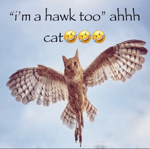 Hey, what’s hawk one plus hawk one?