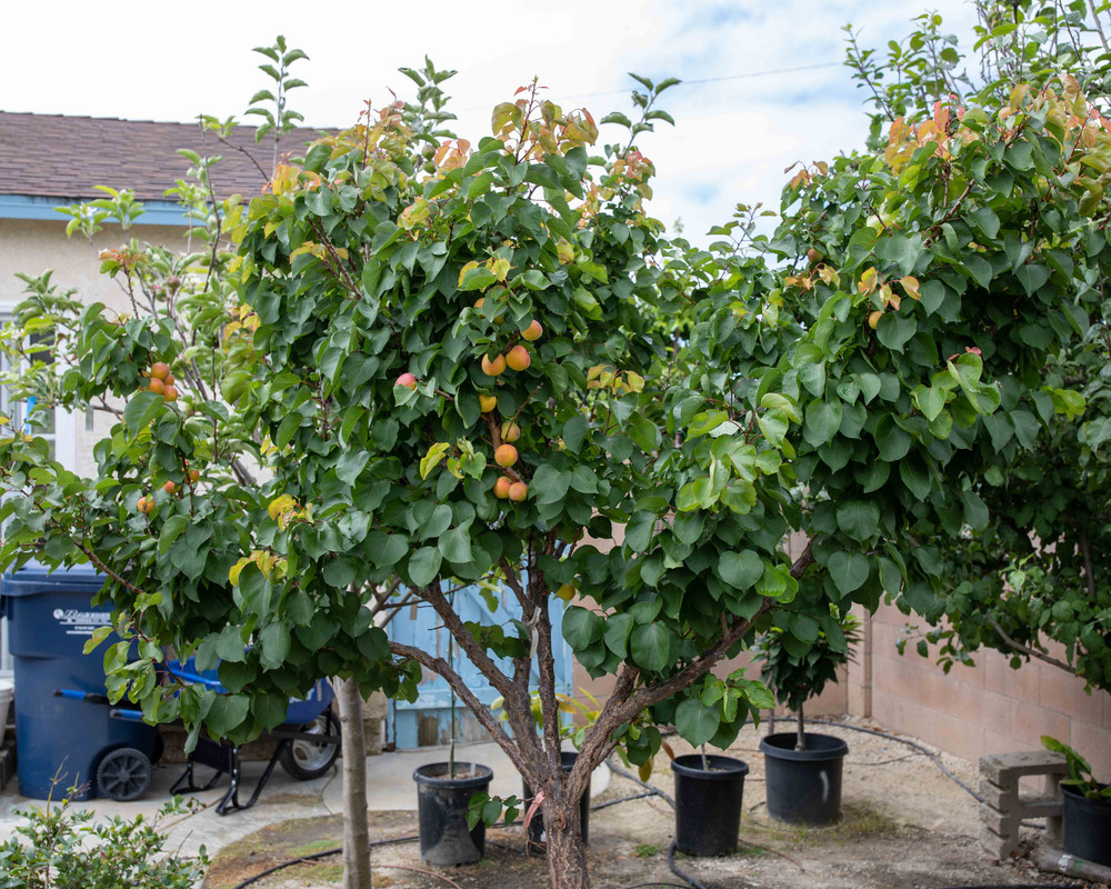 890  Cot-N-Candy with Fruit & New Growth (6-21-2019)