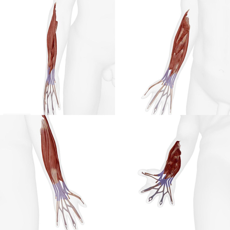 Articulations du Pied