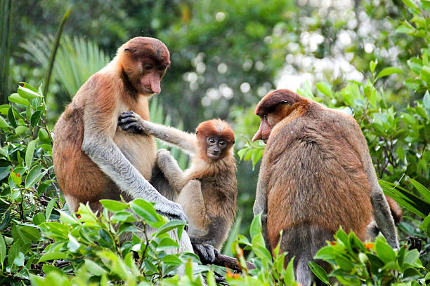 orangutan tour