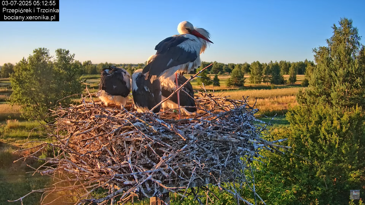 03072025bociany8