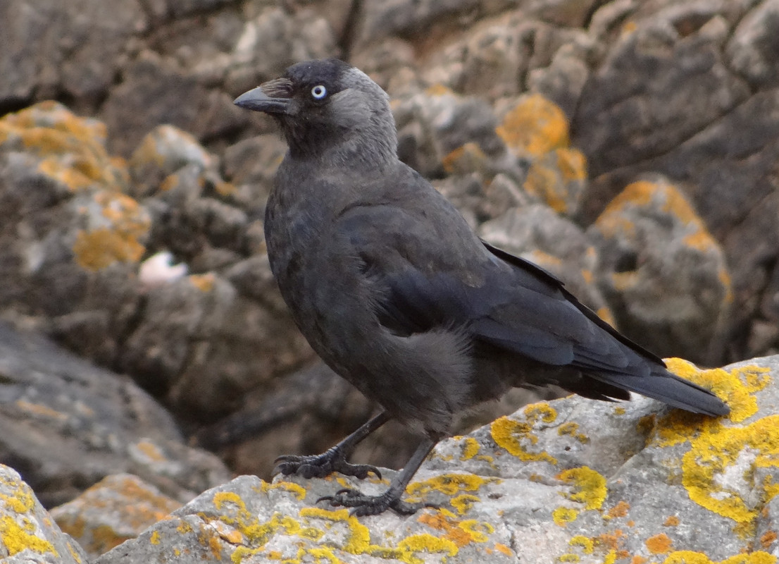 JACKDAW 50 190824