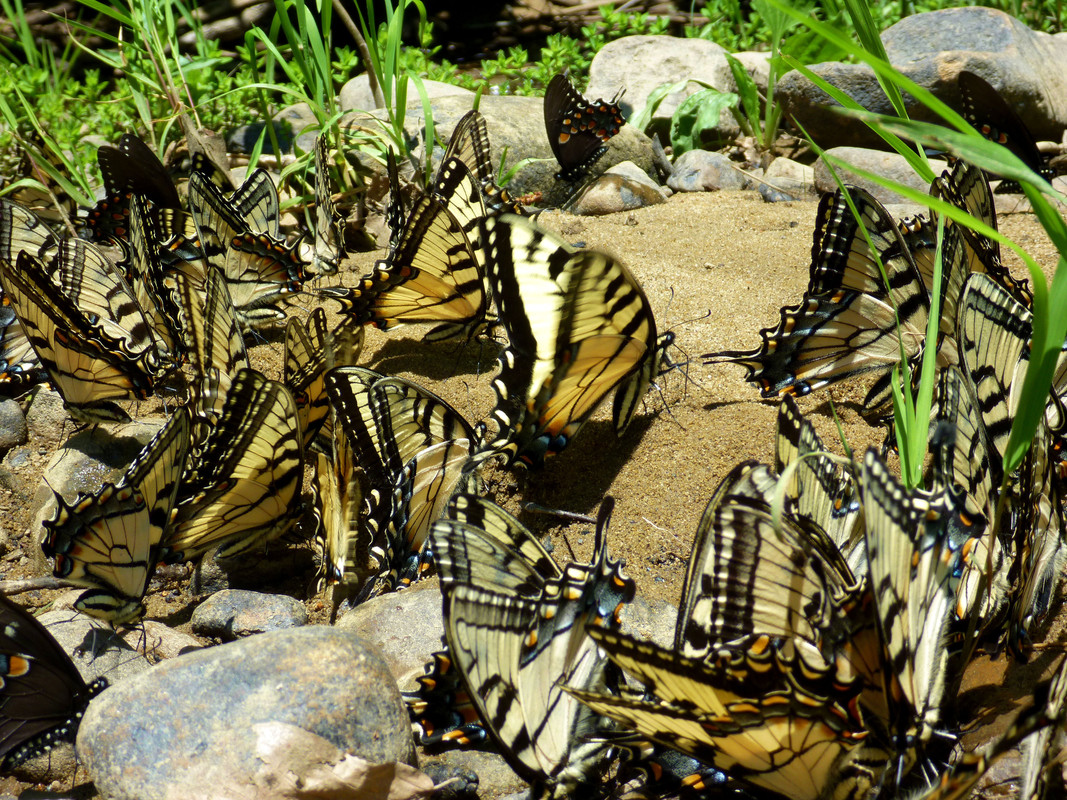 2011-06-02 - puddling tiger & spicebush swallowtails