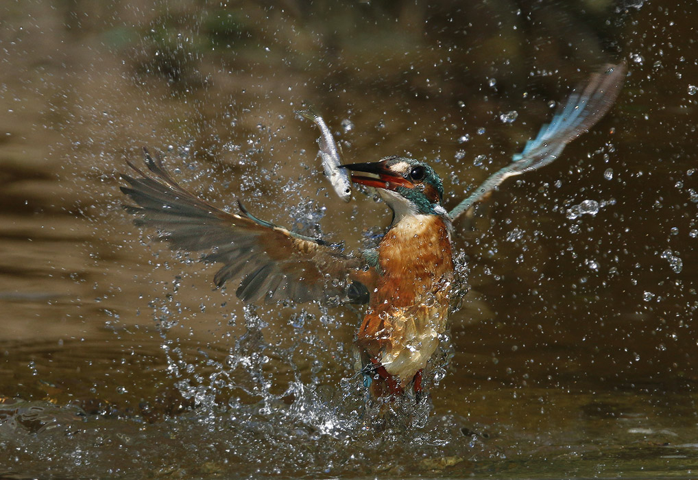 IJsvogel duikt op.