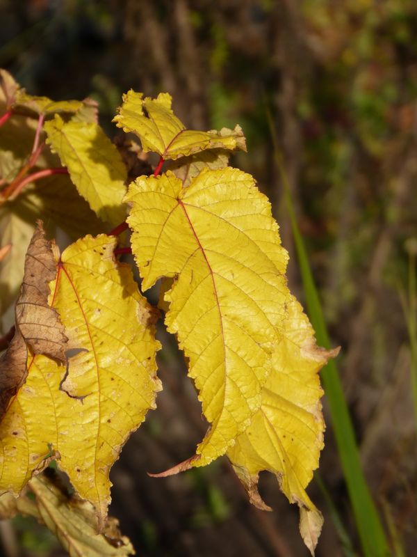 2014-11-02 Herbstärber - Acer Phoenix