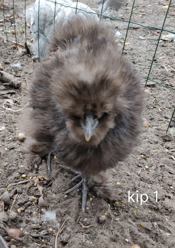 IMG_20190923_143929__01