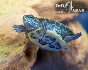صورة