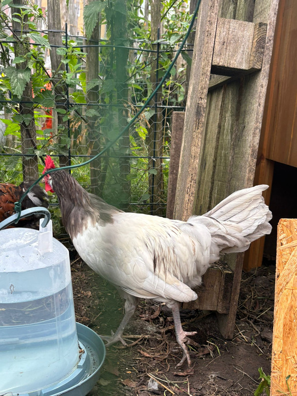 WhatsApp Image 2024-08-05 at 09.54.01 (1)