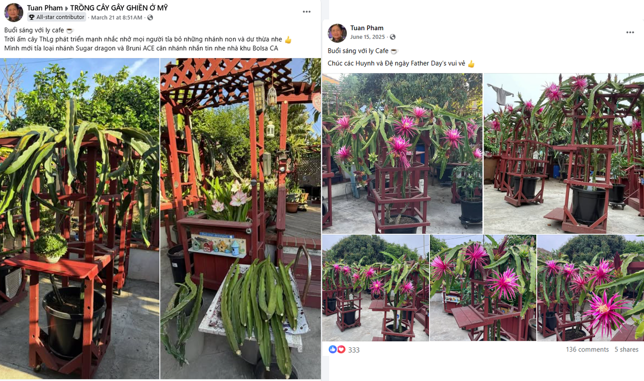 thanh long