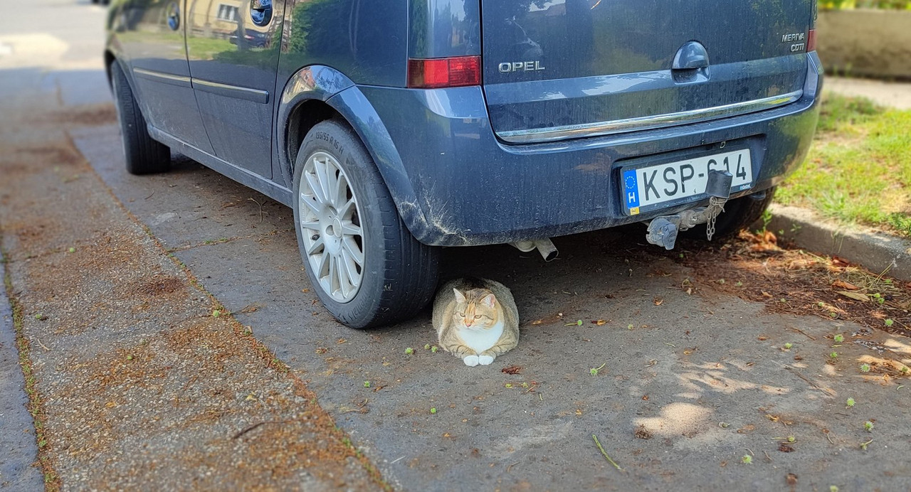 Kép
