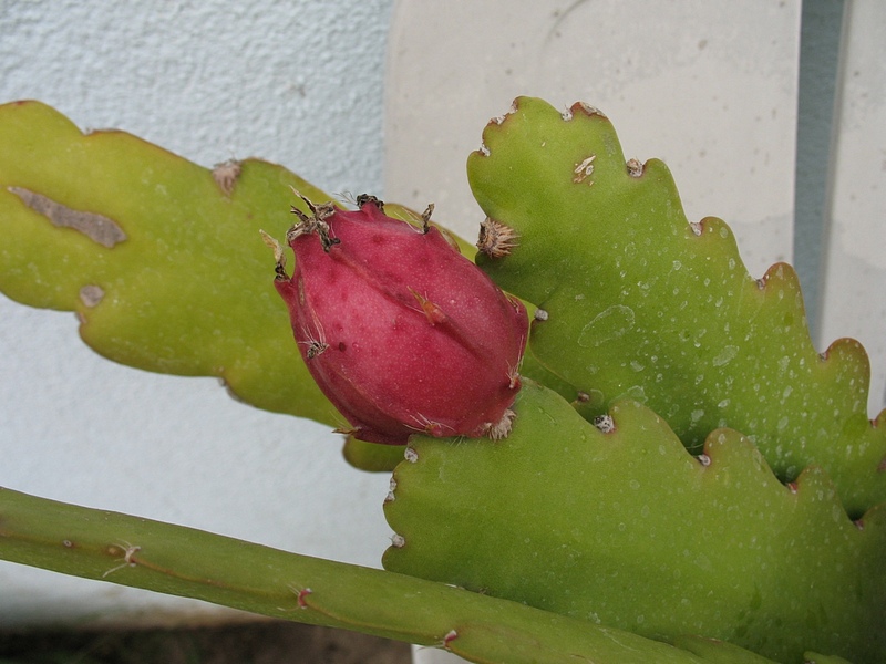 cfruit2-s.jpg