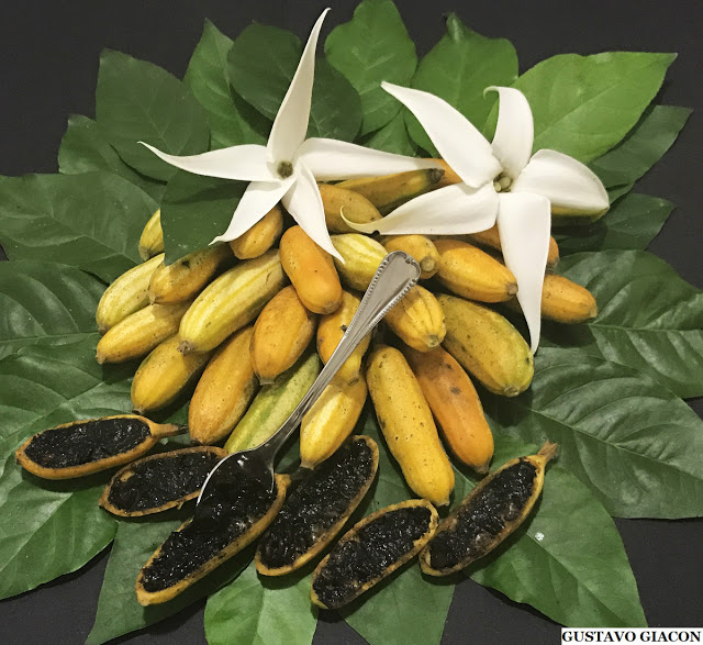 10 Sementes Randia Formosa Fruta Geléia De Amoras Blackberry 5