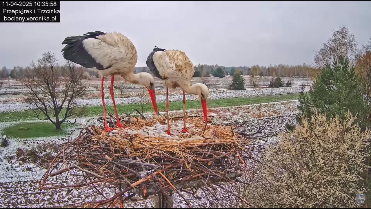 11042025bociany_5