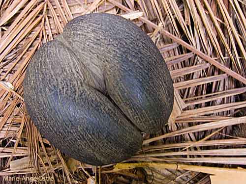 cocofesse-1