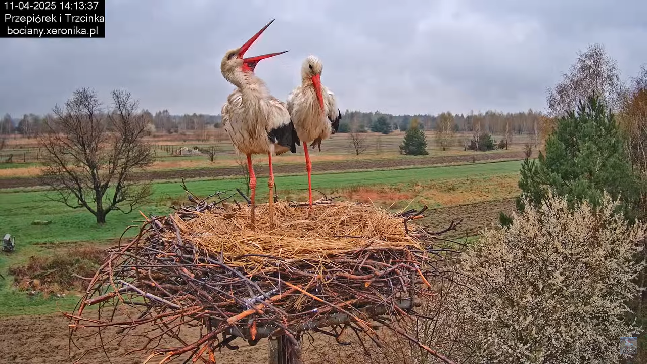 11042025bociany7