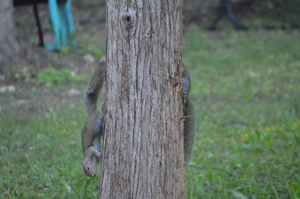 2021-6-17 Squirrels (5)