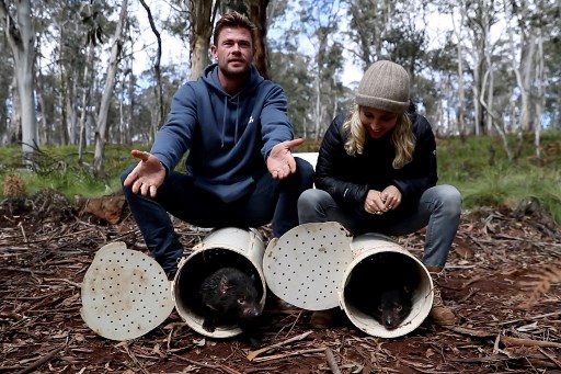 Chris Hemsworth (kiri) dan Elsa Pataky (kanan) melepaskan Tasmanian devil ke dalam santuary liar di Barrington Tops di negara bagian New South Wales Australia.