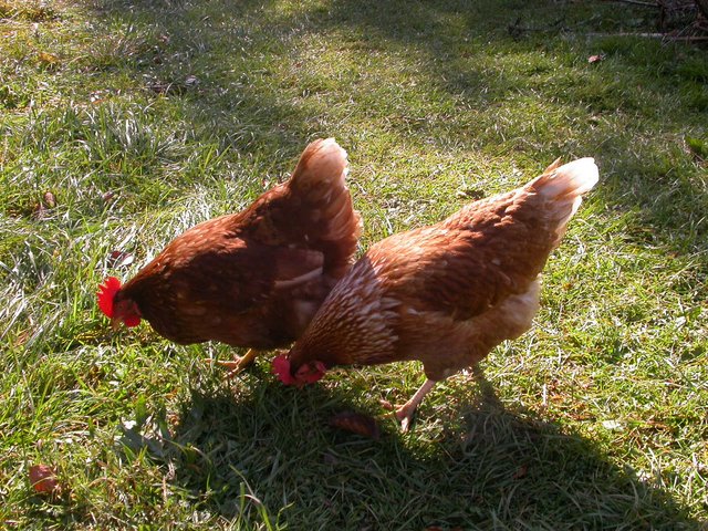 huehner-dscn8679-H-hner