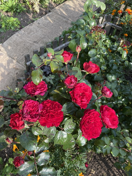 https://i.postimg.cc/jdNXkrV1/IMG-0296.jpg
