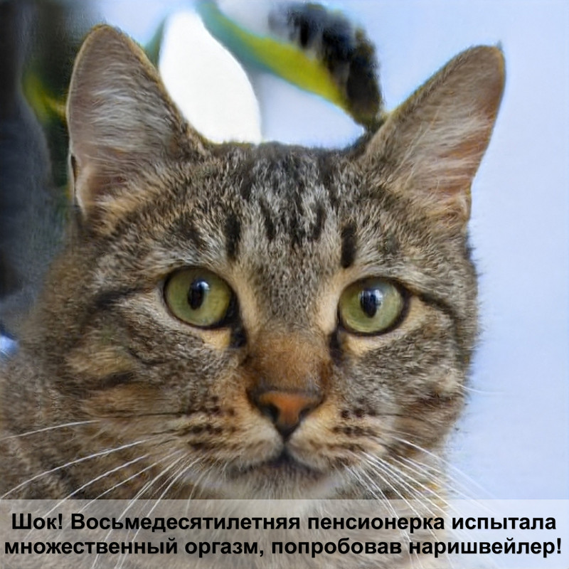 ошейник для кошек