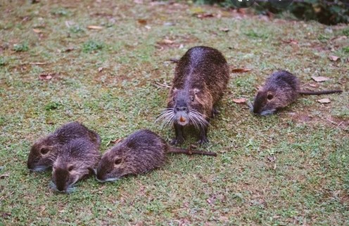 https://i.postimg.cc/jdP9nXnq/nutria-babykkel.jpg