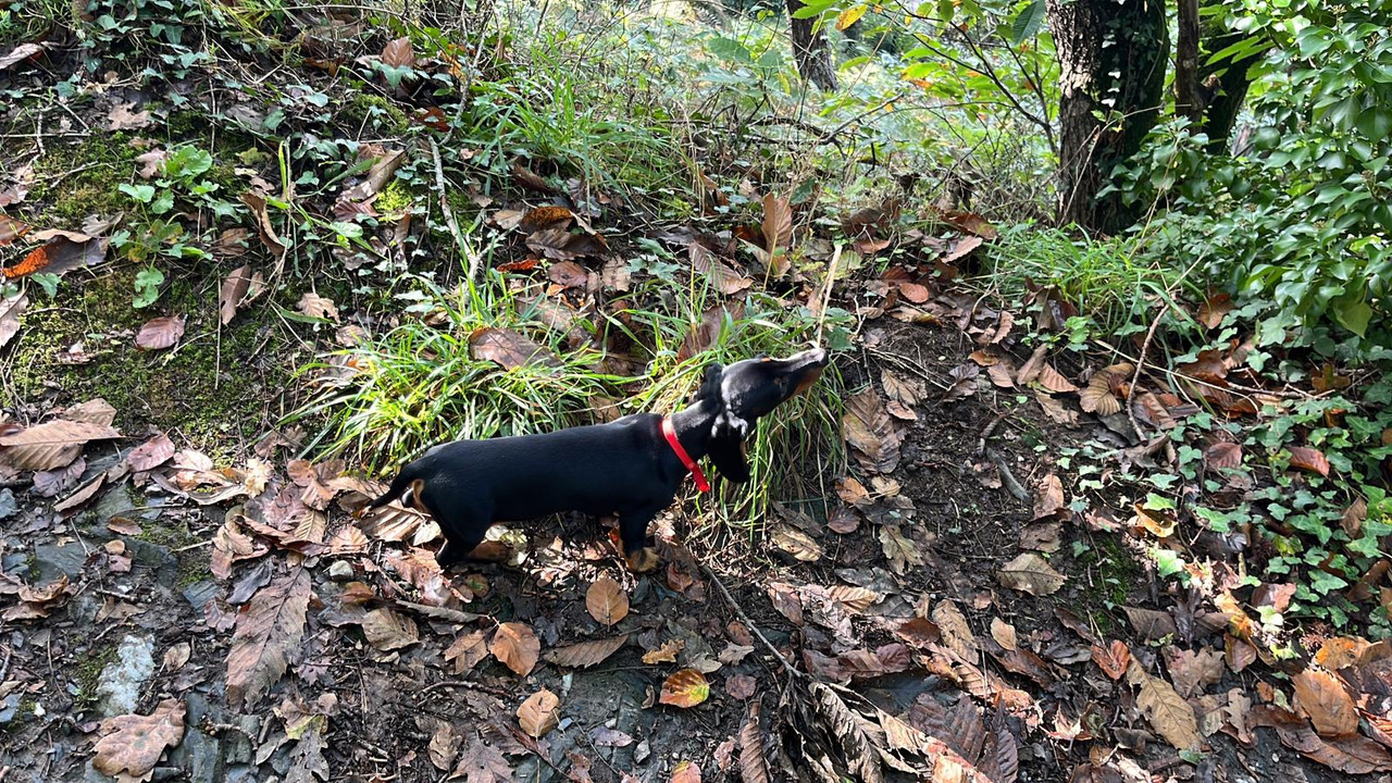 [Image: IMG-20241025-WA0003.jpg]