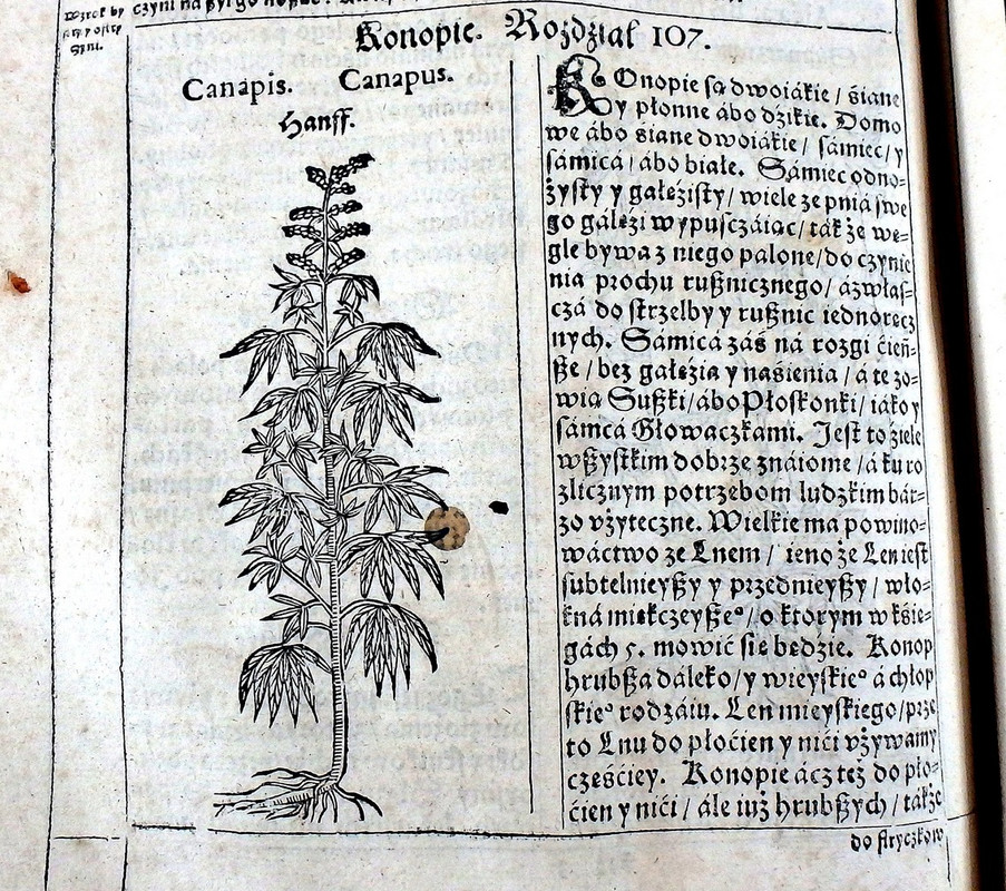 konopie