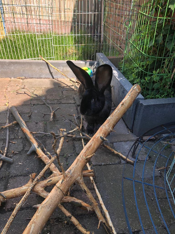 [Image: IMG-20190529-WA0000.jpg]