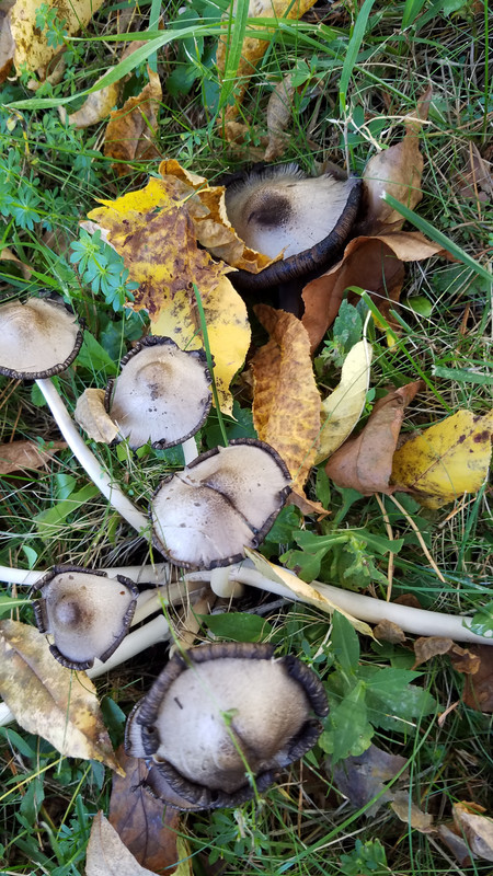 20181010_155546