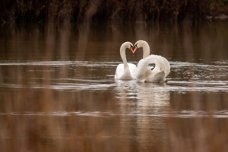 white-love-sw-ans.jpg