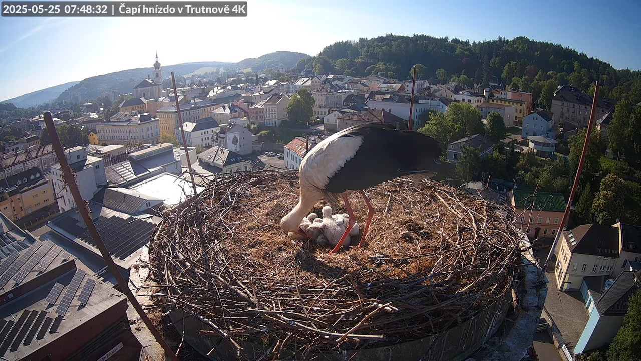 Živě z čapího hnízda na pivovarském komíně v Trutnově 9-37-53 screenshot