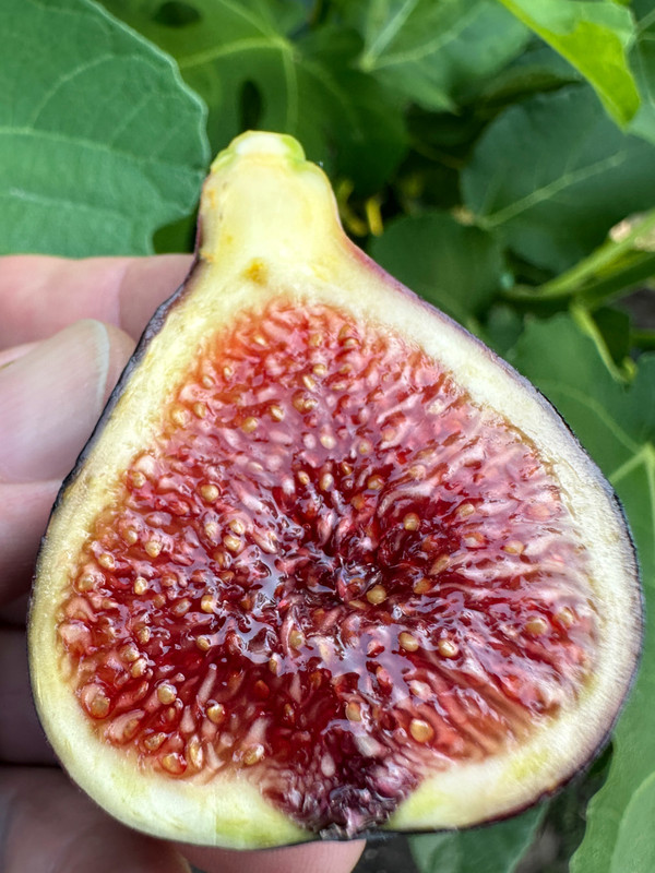 figs-110.jpg