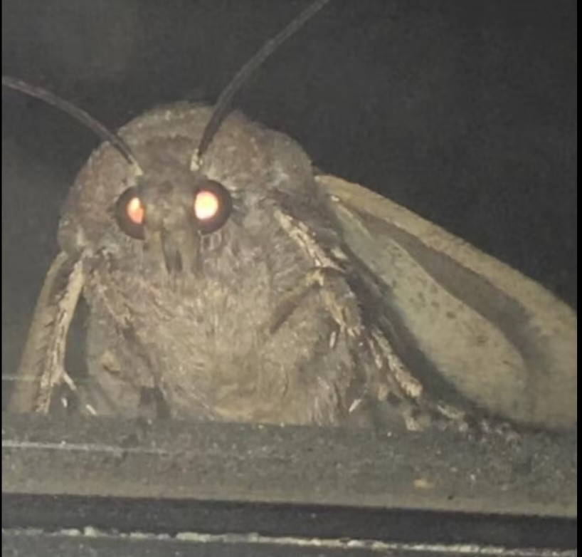 MOTHTON
